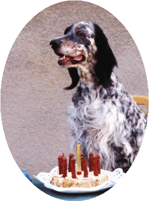 &Ouml;sterr.Ch., &Ouml;sterr. Veteranen-Ch. SILVANUS JUANA, geboren am 31. Aug. 91