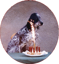 Eine absolut wesensstarke H&uuml;ndin