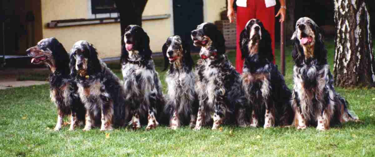 Die br&uuml;tende Hitze ist ihnen anzumerken