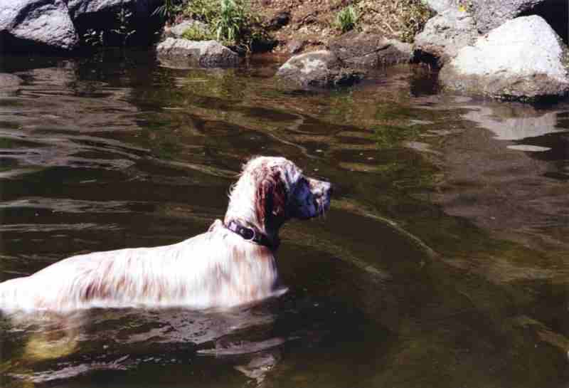 am Stausee Ottenstein