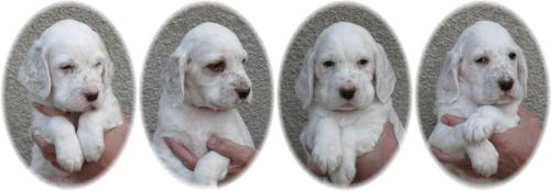 Lancelot, Marvin, Trevor und Rodney im Alter von 5 Wochen