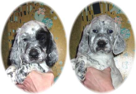 Daphne und Ember mit 6 Wochen