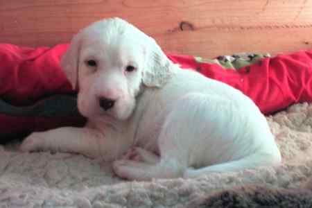 Breeze Late Fairydream