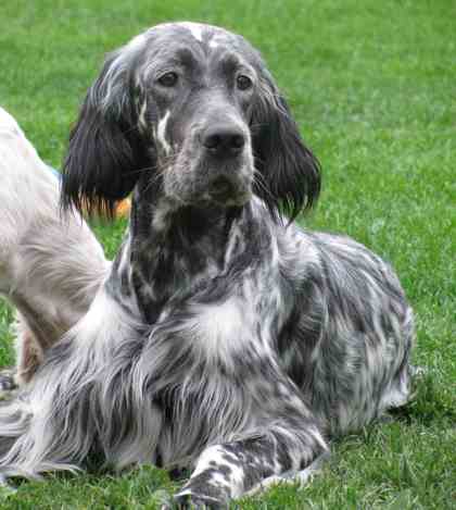 Ember mit 16 Monaten