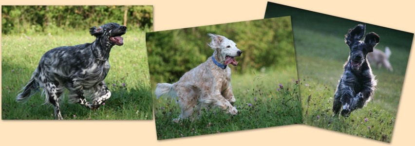 Ember, Winnie und Daphne