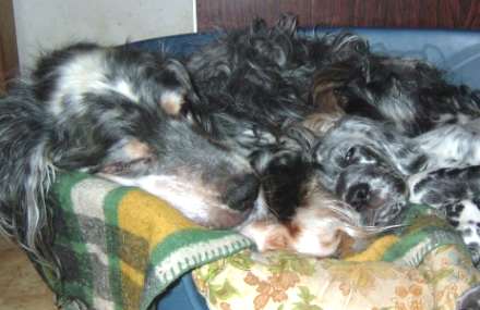 Frosty und Ember im M&auml;rz 08