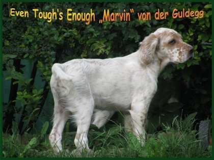Marvin mit 12 Wochen
