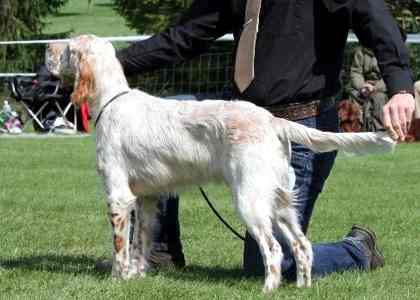 Elitiste Mr Rodney von der Guldegg