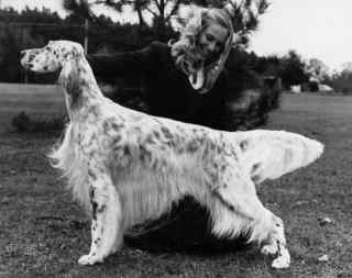 Ch. Guys 'N Dolls Barrister Beau