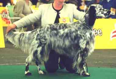 Im Alter von nur 20 Monaten bereits &Ouml;sterr. Bundessieger !