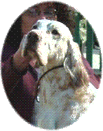 Cayenne mit 23 Monaten