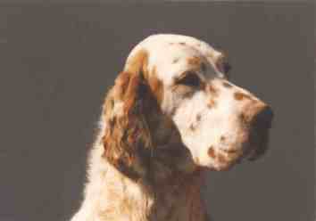 Weymouths Fairydream of Ohio