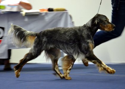 Gentle mit 14 Monaten