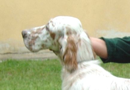 Izzy mit 7 Monaten