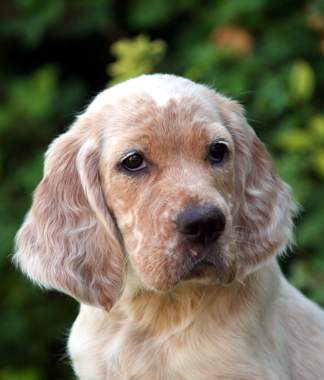 Scarlett mit 10 Wochen