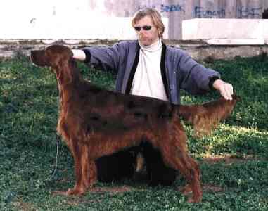 CACIB, BOB, BOG - O'Cealleigh's You Look At Me