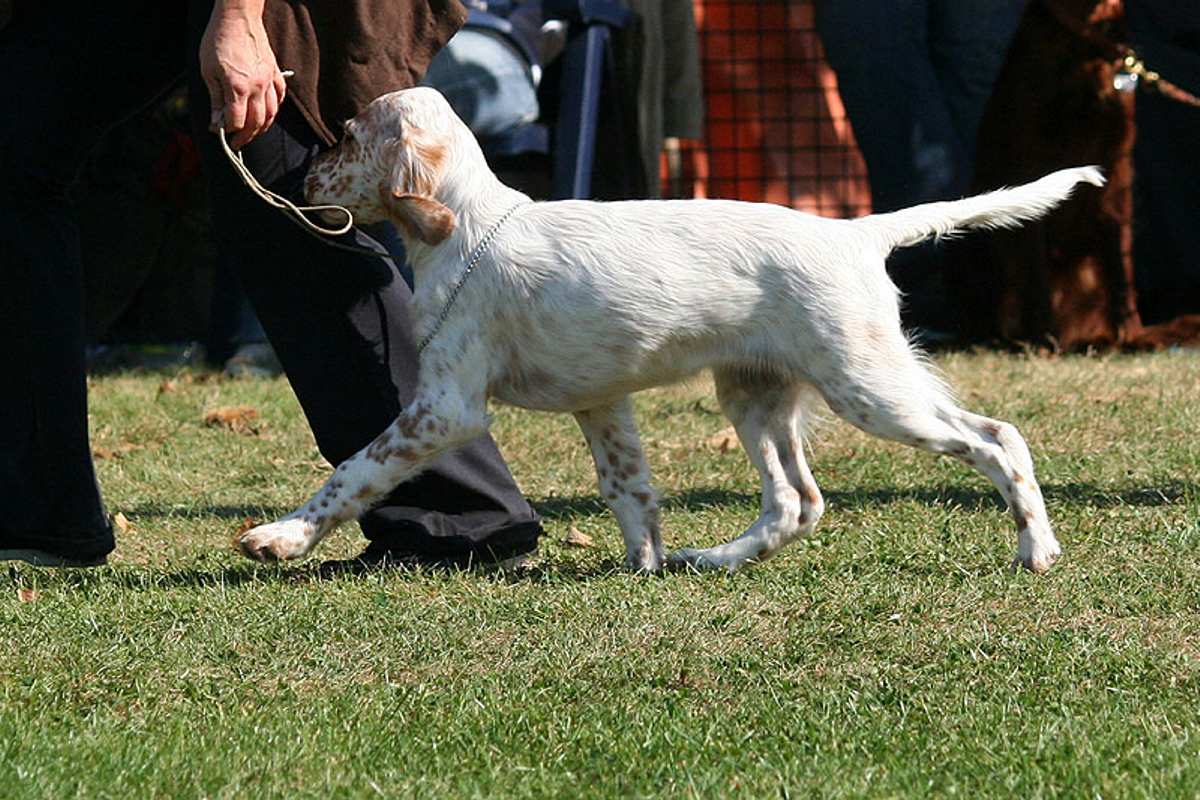 Hazel Heavenly Heart von der Guldegg
