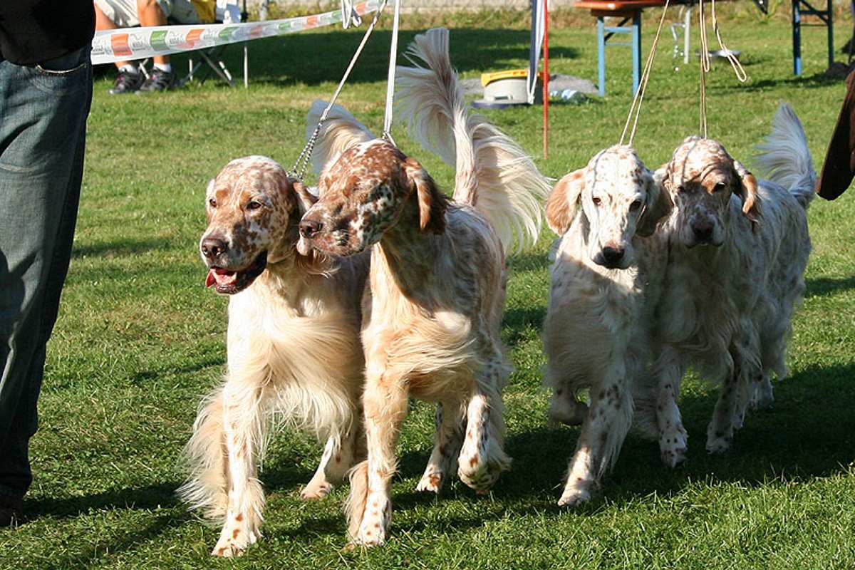 Unsere erfolgreiche Zuchtgruppe