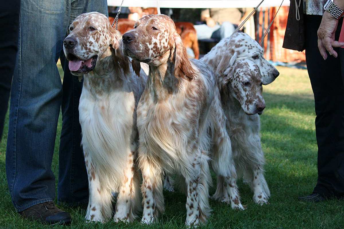 Rodney, Fred, Annie & Casey