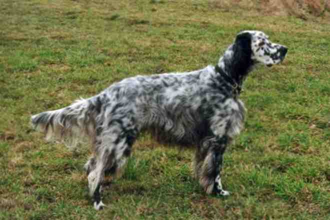 Benny mit 5&frac12; Jahren