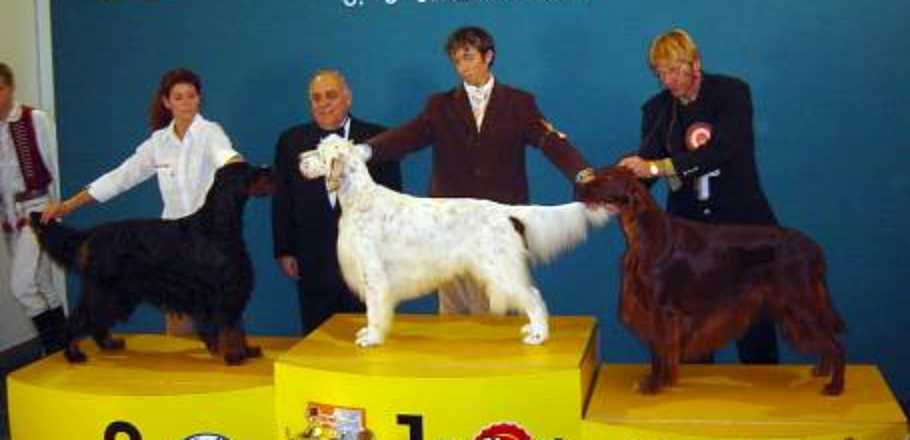 Die drei Erstplazierten der FCI-Gruppe 7