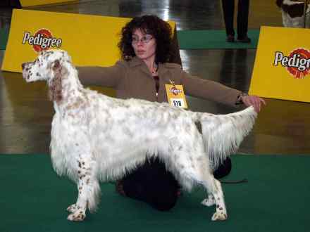 JARED - &Ouml;JCH, FCI-Europajugendsieger 2003 und BOB Graz 2004