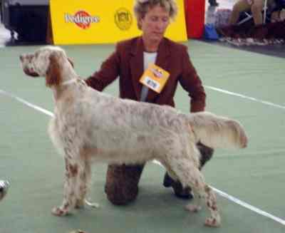 Jugend-Gruppensieger der FCI-Gruppe VII