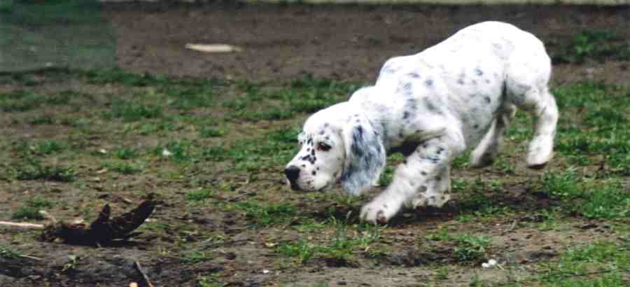 Ticket To The Top von der Guldegg
