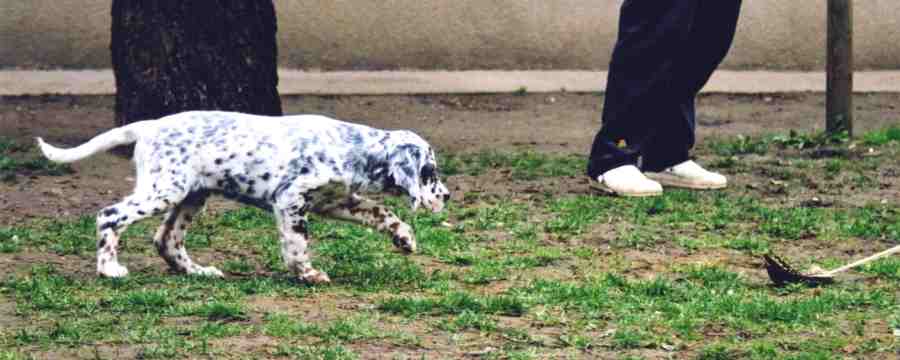 Twist and Shout von der Guldegg