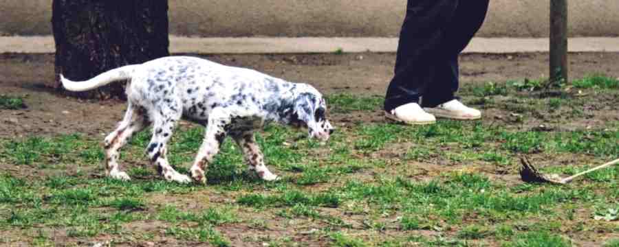 Twist and Shout von der Guldegg