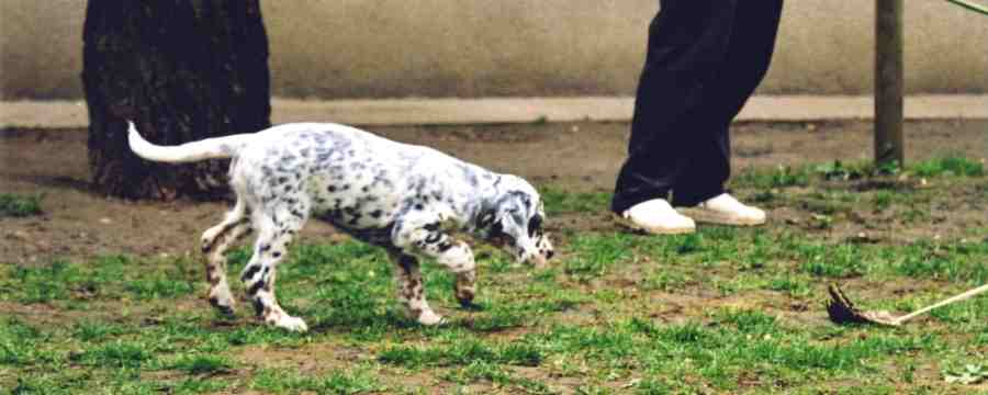 Twist and Shout von der Guldegg