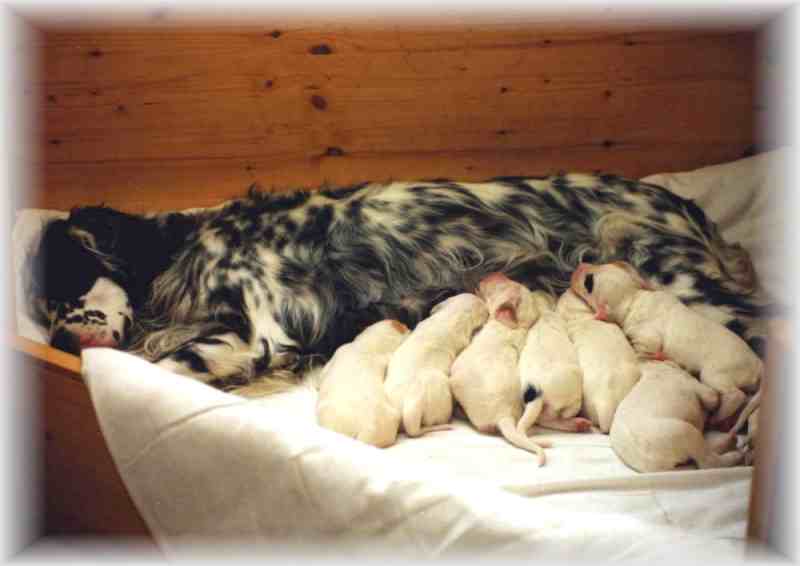 Eine gl&uuml;ckliche Familie