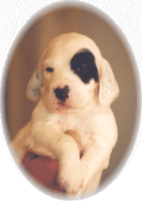 READY MONEY MAKER CASH