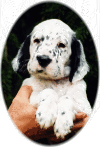 Jeffrey mit 6 Wochen