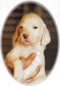 RISING SUN MIDAS TOUCH