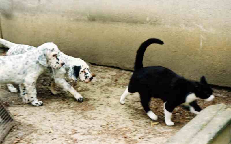 Jordan, Joyce und ODI