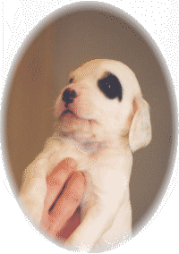 REMEMBER WONDER STAR