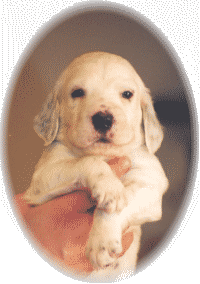 RACINGTEAM LEADER SHELBY