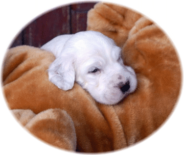 Authentic Touch of Class