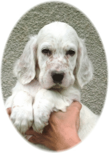 Authentic Touch Of Class