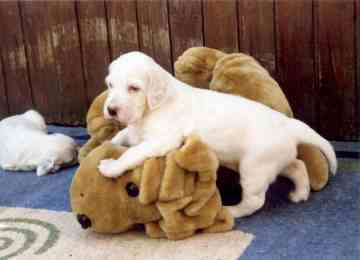 Authentic Touch of Class