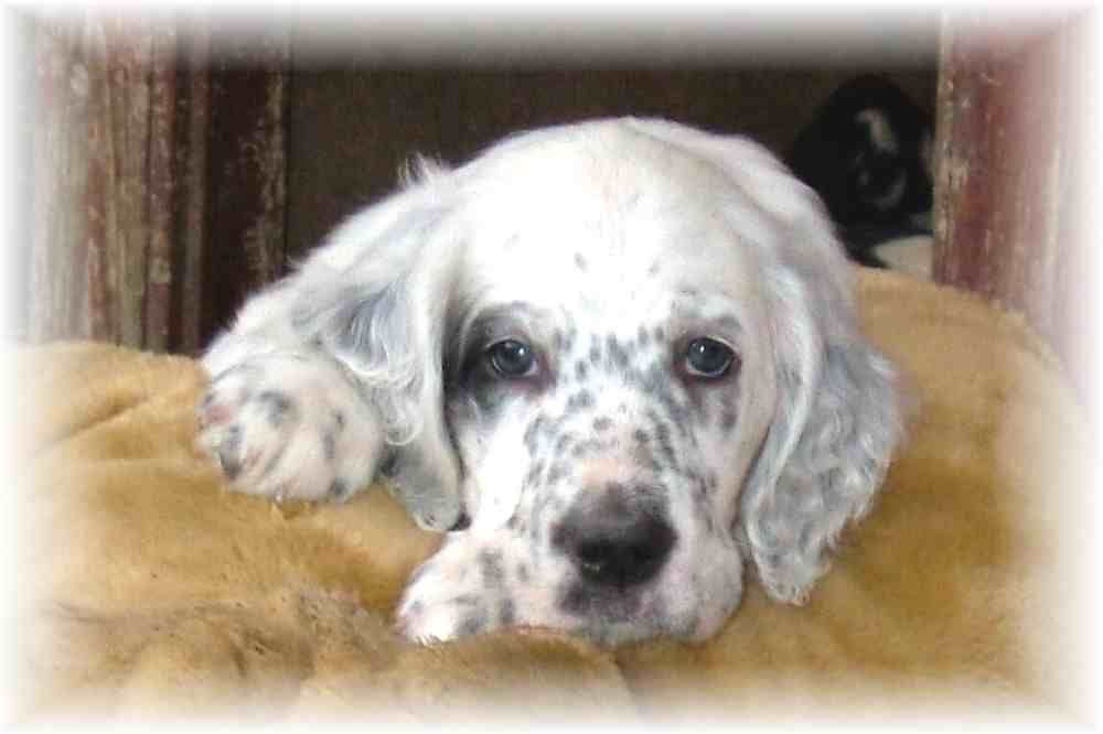 Affinity to My Heart AMY