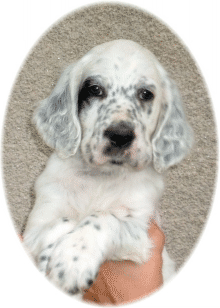 Affinity to My Heart