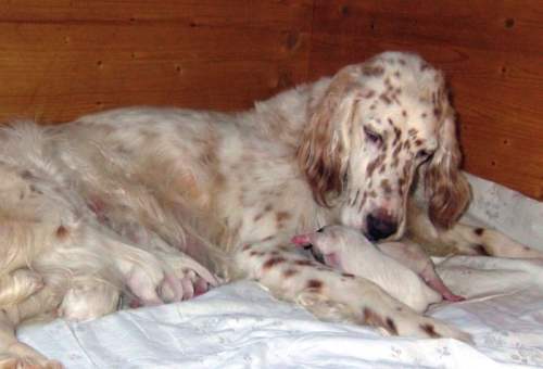 Annie mit ihren Puppies