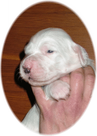 Authentic Touch Of Class