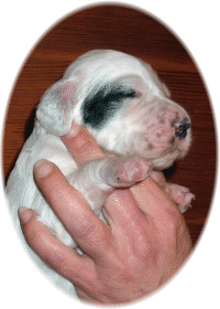 Affinity to My Heart