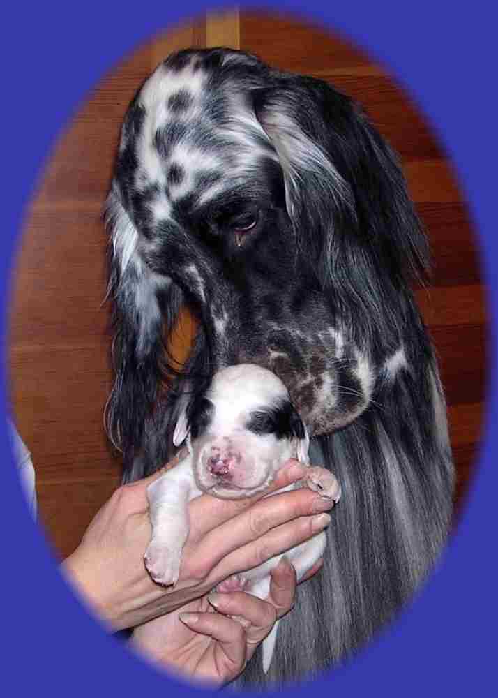 Willie mit Sohn Braveheart