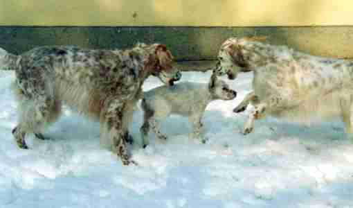 Winnie, Fancy und Annie