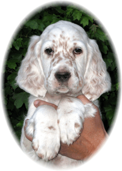 Lancelot mit 2 Monaten